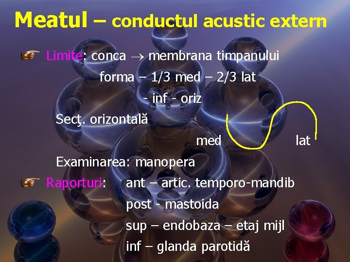 Meatul – conductul acustic extern Limite: conca membrana timpanului forma – 1/3 med –