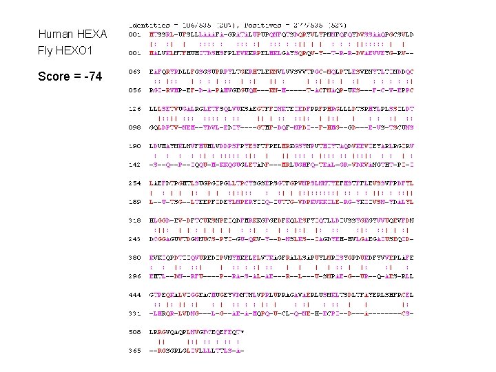 Human HEXA Fly HEXO 1 Score = -74 