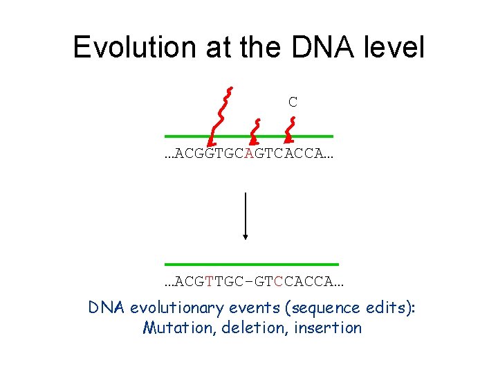Evolution at the DNA level C …ACGGTGCAGTCACCA… …ACGTTGC-GTCCACCA… DNA evolutionary events (sequence edits): Mutation,
