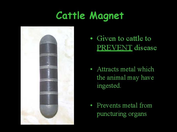 Cattle Magnet • Given to cattle to PREVENT disease • Attracts metal which the