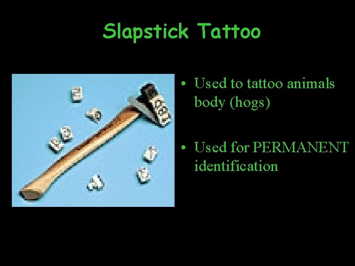 Slapstick Tattoo • Used to tattoo animals body (hogs) • Used for PERMANENT identification