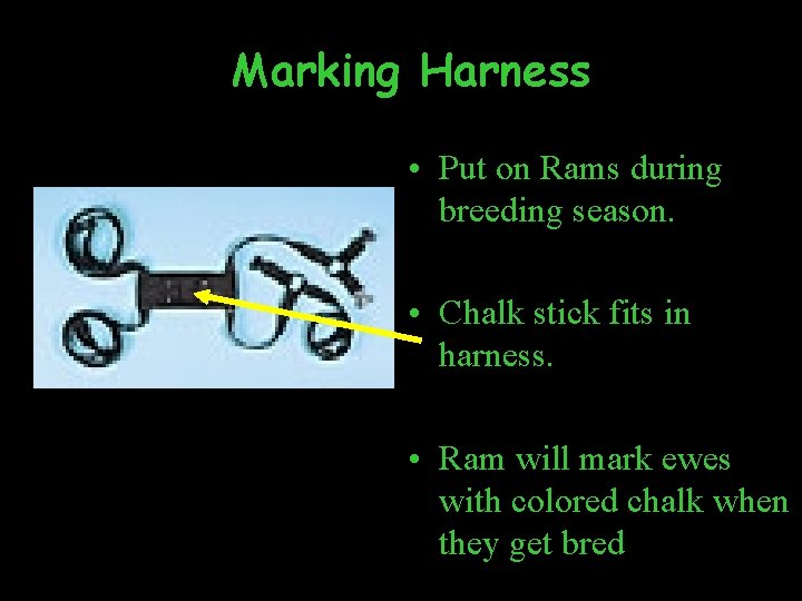 Marking Harness • Put on Rams during breeding season. • Chalk stick fits in
