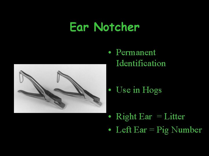 Ear Notcher • Permanent Identification • Use in Hogs • Right Ear = Litter