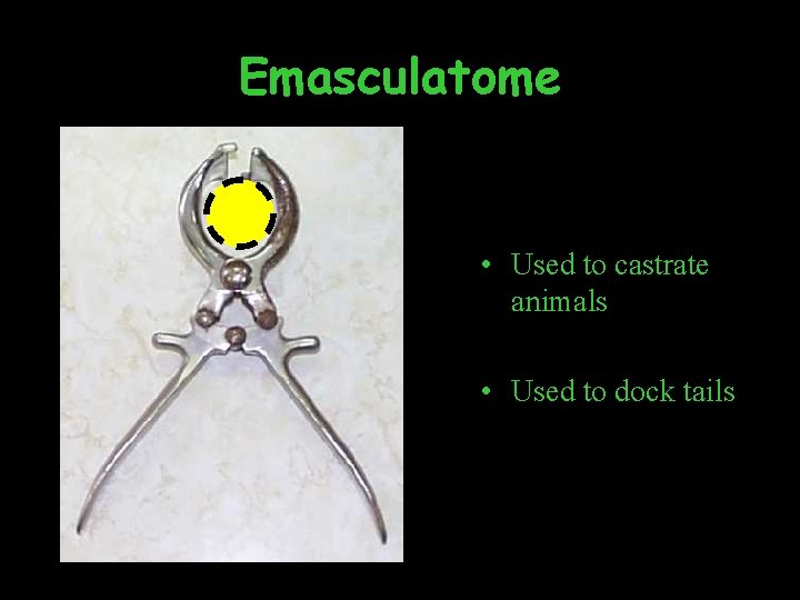 Emasculatome • Used to castrate animals • Used to dock tails 