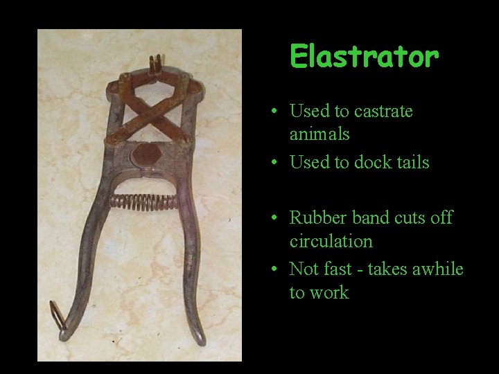 Elastrator • Used to castrate animals • Used to dock tails • Rubber band