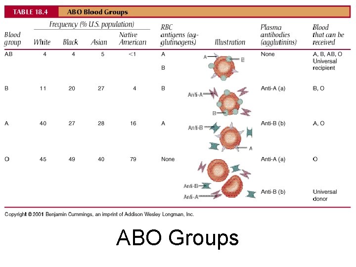 ABO Groups 