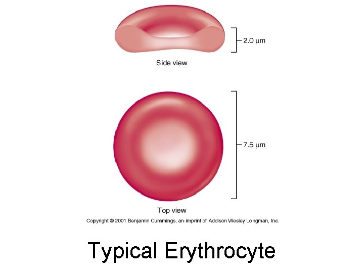 Typical Erythrocyte 
