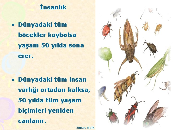 İnsanlık • Dünyadaki tüm böcekler kaybolsa yaşam 50 yılda sona erer. • Dünyadaki tüm