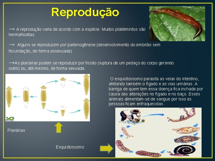 Reprodução → A reprodução varia de acordo com a espécie. Muitos platelmintos são hermafroditas.