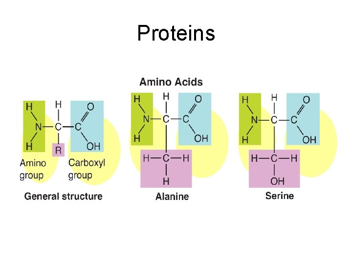 Proteins 
