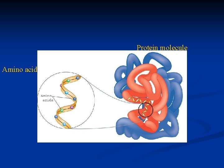 Protein molecule Amino acid 