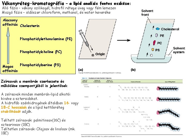 Vékonyréteg-kromatográfia – a lipid analízis fontos eszköze: Álló fázis – vékony szilikagél, hidrofil rétege