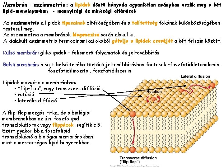 Membrán- aszimmetria: a lipidek döntő hányada egyenlőtlen arányban oszlik meg a két lipid-monolayerben -