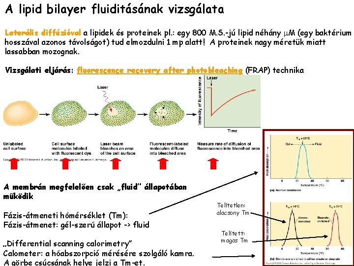 A lipid bilayer fluiditásának vizsgálata Laterális diffúzióval a lipidek és proteinek pl. : egy