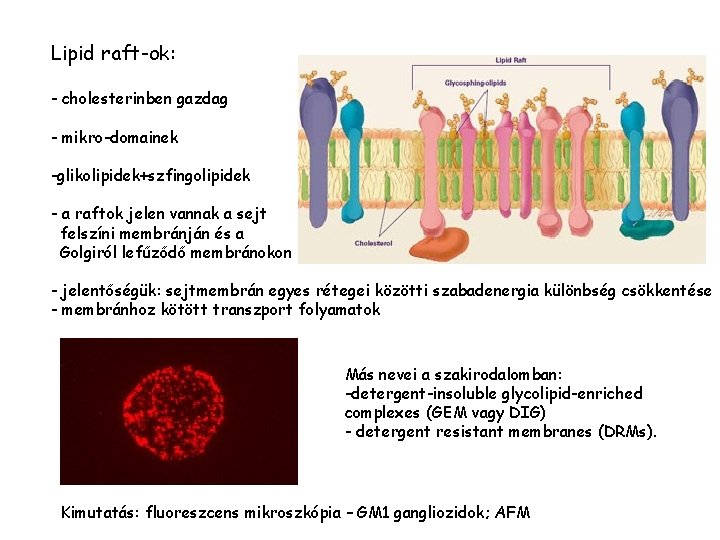 Lipid raft-ok: - cholesterinben gazdag - mikro-domainek -glikolipidek+szfingolipidek - a raftok jelen vannak a