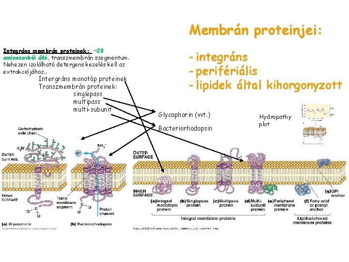Membrán proteinjei: Integráns membrán proteinek: ~20 aminosavból álló, transzmembrán szegmentum. Nehezen izolálható detergens kezelés