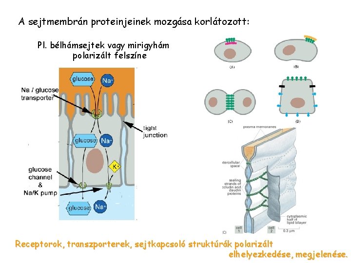 A sejtmembrán proteinjeinek mozgása korlátozott: Pl. bélhámsejtek vagy mirigyhám polarizált felszíne Receptorok, transzporterek, sejtkapcsoló