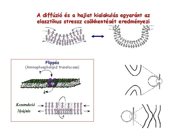 A diffúzió és a hajlat kialakulás egyaránt az elasztikus stressz csökkentését eredményezi Flippáz (Aminophospholipid