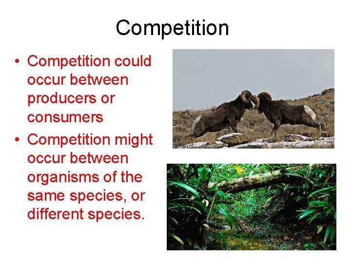 Competition • Competition could occur between producers or consumers • Competition might occur between