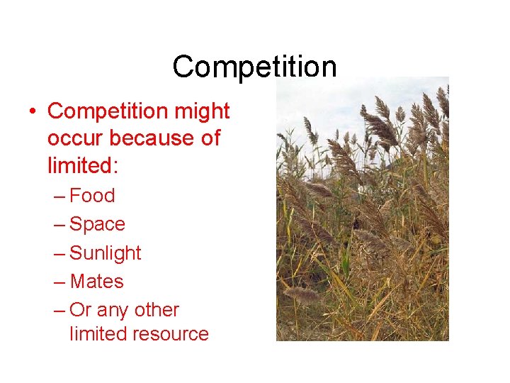 Competition • Competition might occur because of limited: – Food – Space – Sunlight