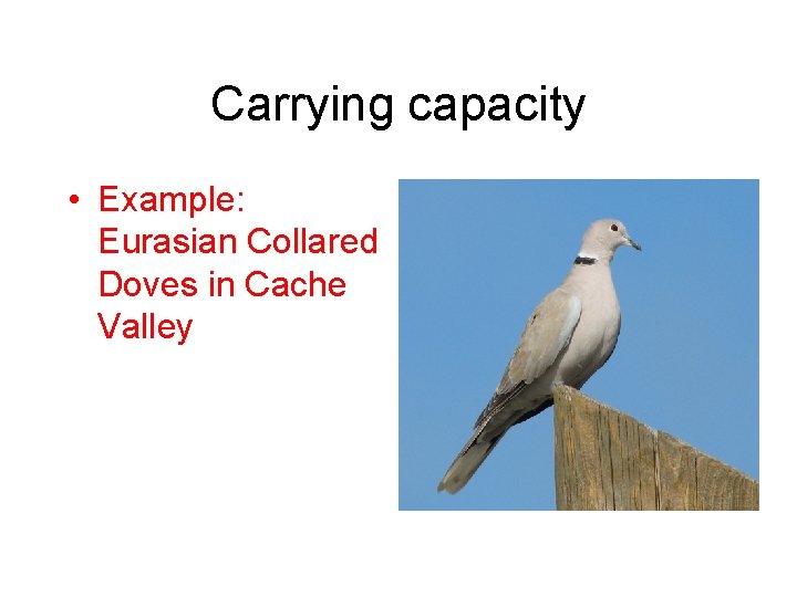 Carrying capacity • Example: Eurasian Collared Doves in Cache Valley 