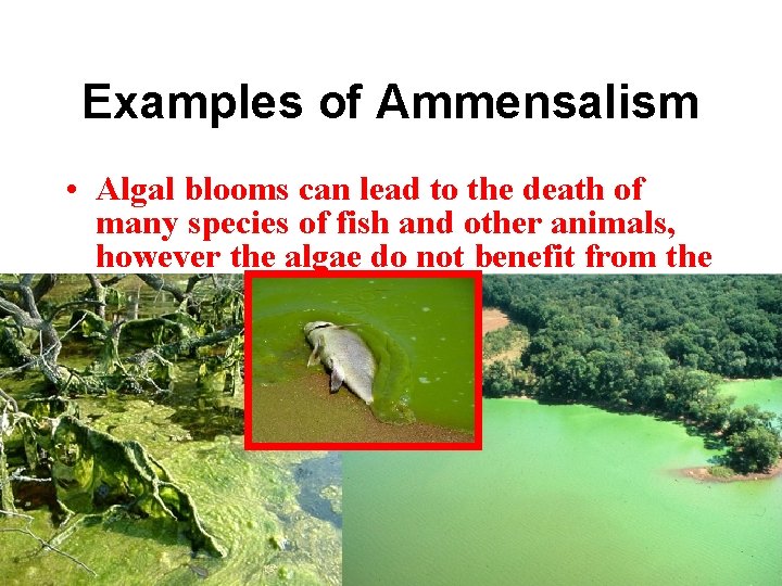 Examples of Ammensalism • Algal blooms can lead to the death of many species