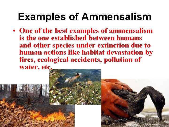 Examples of Ammensalism • One of the best examples of ammensalism is the one