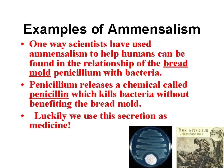 Examples of Ammensalism • One way scientists have used ammensalism to help humans can