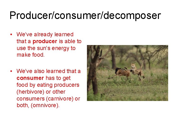 Producer/consumer/decomposer • We’ve already learned that a producer is able to use the sun’s