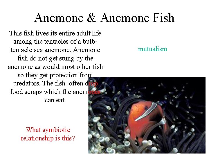 Anemone & Anemone Fish This fish lives its entire adult life among the tentacles