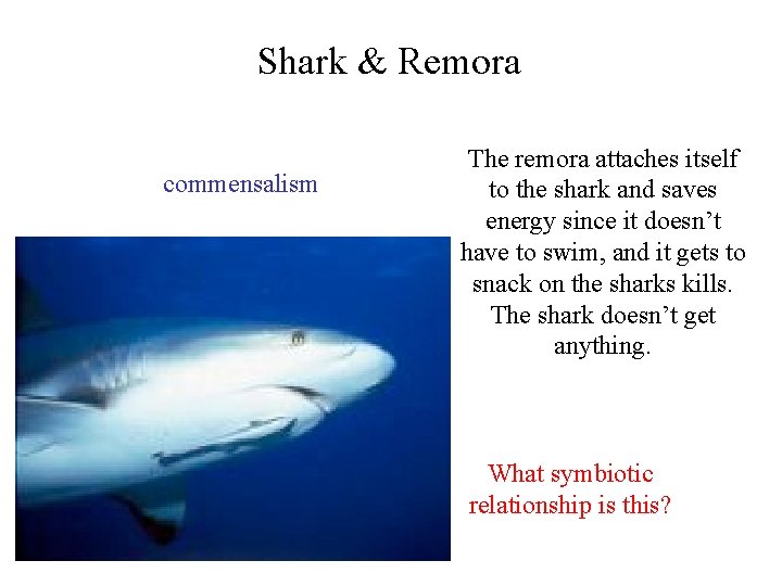 Shark & Remora commensalism The remora attaches itself to the shark and saves energy