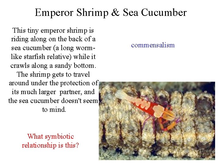 Emperor Shrimp & Sea Cucumber This tiny emperor shrimp is riding along on the