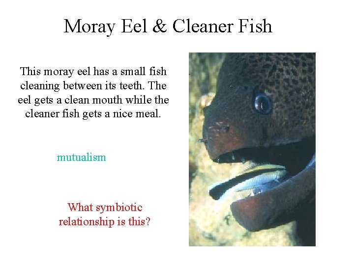 Moray Eel & Cleaner Fish This moray eel has a small fish cleaning between