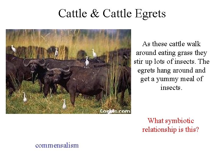 Cattle & Cattle Egrets As these cattle walk around eating grass they stir up