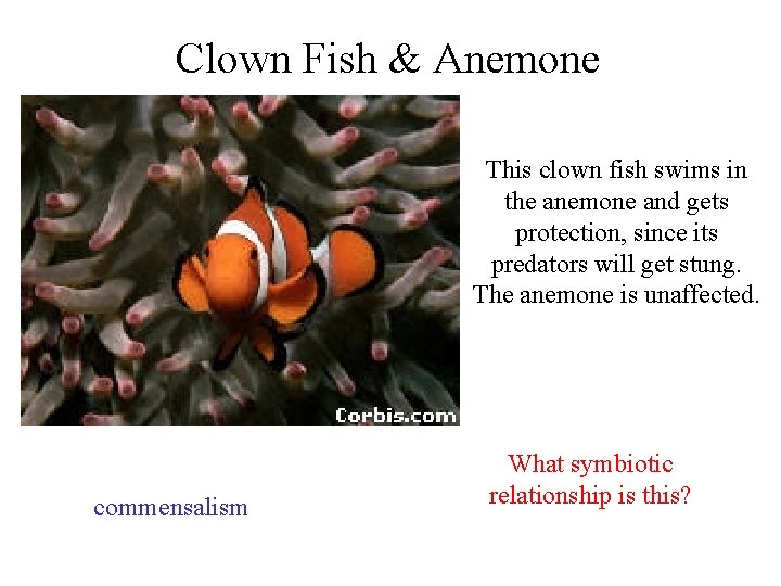 Clown Fish & Anemone This clown fish swims in the anemone and gets protection,
