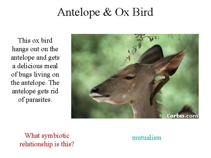 Antelope & Ox Bird This ox bird hangs out on the antelope and gets