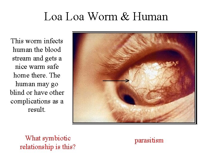 Loa Worm & Human This worm infects human the blood stream and gets a