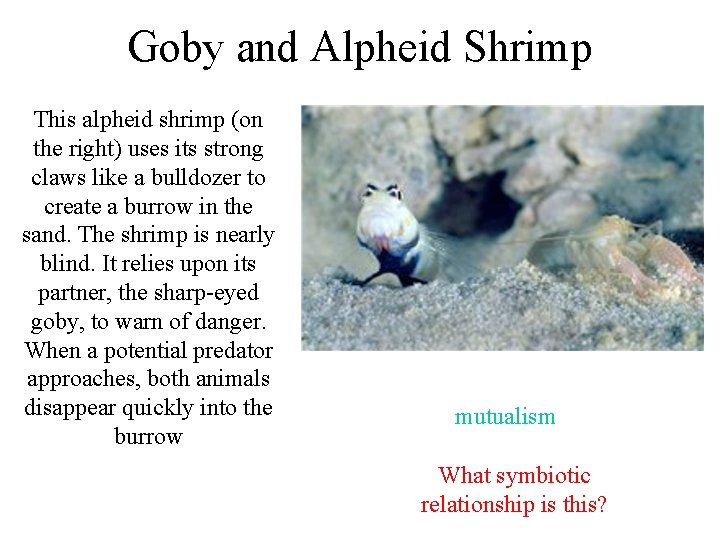 Goby and Alpheid Shrimp This alpheid shrimp (on the right) uses its strong claws