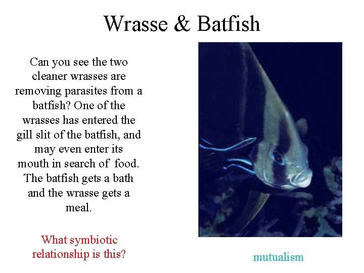 Wrasse & Batfish Can you see the two cleaner wrasses are removing parasites from