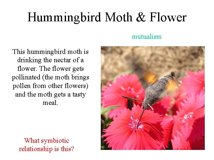 Hummingbird Moth & Flower mutualism This hummingbird moth is drinking the nectar of a