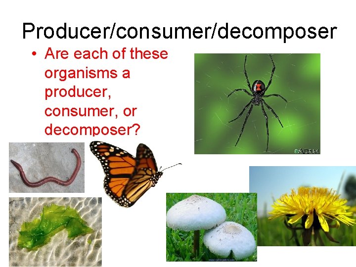 Producer/consumer/decomposer • Are each of these organisms a producer, consumer, or decomposer? 