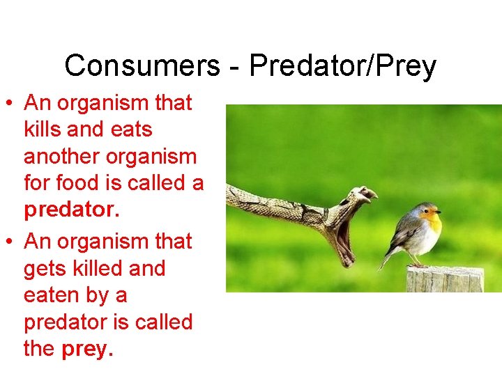 Consumers - Predator/Prey • An organism that kills and eats another organism for food