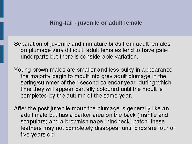 Ring-tail - juvenile or adult female Separation of juvenile and immature birds from adult