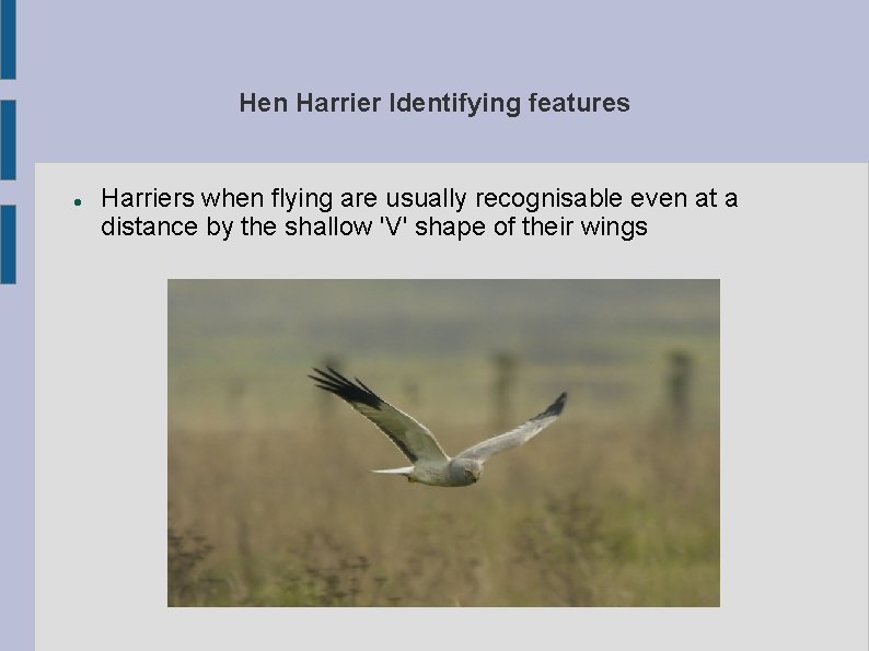 Hen Harrier Identifying features Harriers when flying are usually recognisable even at a distance