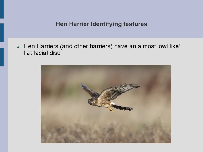 Hen Harrier Identifying features Hen Harriers (and other harriers) have an almost 'owl like'