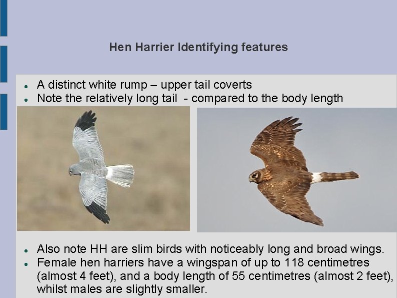 Hen Harrier Identifying features A distinct white rump – upper tail coverts Note the