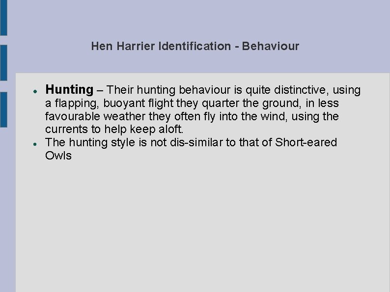 Hen Harrier Identification - Behaviour Hunting – Their hunting behaviour is quite distinctive, using