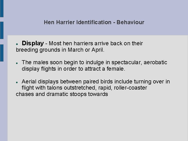 Hen Harrier Identification - Behaviour Display - Most hen harriers arrive back on their
