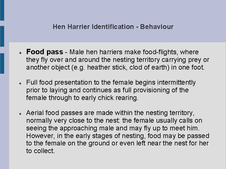 Hen Harrier Identification - Behaviour Food pass - Male hen harriers make food-flights, where