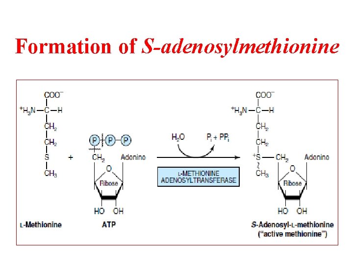 Formation of S-adenosylmethionine 